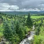 d’Anjou Christmas Trees - @danjouchristmastrees - Instagram