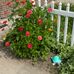 Dan-Judy Clarey - Facebook