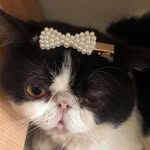 Micow, Berlin dan Kafka - @micow_catlovers - Instagram