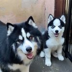 Dankan & Damon - @dankanedamon - Instagram