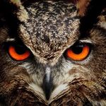 Daniel kidder - @owl_kidder - Instagram