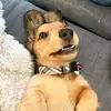Dankies - @dankiees - TikTok