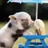 Daniel Kleckner - @danielkleckner - TikTok