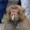 Herbalku Naturindo - @dankley_ - TikTok