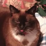 Thor - @danklink19 - Instagram
