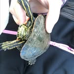 Danklin - @danklintheturtleboi - Instagram