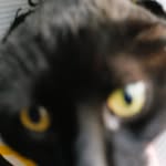 Dan Klug - @litterboxking - Instagram