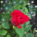 Dan Knoll - Facebook