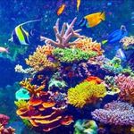 Dan Kolar - @take._3_for_the_sea - Instagram