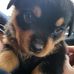 Dan Koss - Facebook