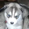 RaZzor - @dankull - TikTok
