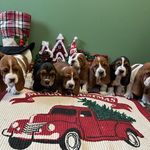 Dan leman - @sandyhillbassethounds - Instagram
