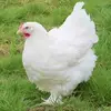 Danielle Levert - @daniellelevert - TikTok