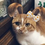cats world💜 - @dan___light - Instagram