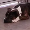 dan.like - @dan.like - TikTok