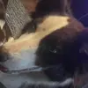 Mikalyn - @danilillard819 - TikTok