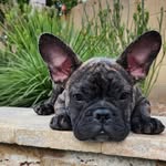 Dan Lingle - @buddysplootbatson - Instagram
