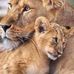 Dan Lion - Facebook