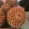 dannUn - @dan.lobb - TikTok
