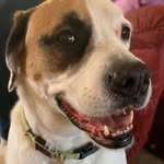 Dan Lokken - @balhawker - Instagram