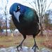 Dan Losh - Facebook
