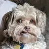 Dan - @danloudin - TikTok