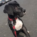 Great Dane Puppy - @louthegreatdane - Instagram