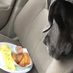 🐾Louie Capone🐾 - @louthegreatestdane - Instagram
