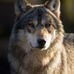 Dan Lupescu - Facebook