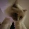 dan - @danismellmalcolm - TikTok