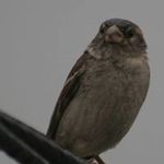 Dan Mancuso - @mancuso8426 - Instagram