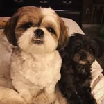 Dan Dan + Marley - @dandan_x_marley - Instagram