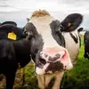 Dan McC - @dan390t - TikTok