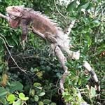 Dan McCue - @danmccue44 - Instagram