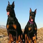 Dan McDaniel - @dwmcdaniel1961 - Instagram