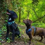 Dan McDonnell - @milesanddizzy0 - Instagram
