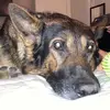 Dan McDonnell - @acegermanshepard - TikTok