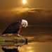 Dan McFall - Facebook