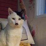 Daniel McGreevy - @fatlert - Instagram