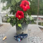 Dan McManus - @dan_mcmanus19 - Instagram