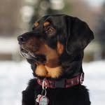 Dan - @dan_mcshea - Instagram