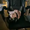 dan - @dan.melamed440 - TikTok