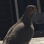 Dan Metzger - @danmetzger717 - Instagram