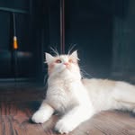 @danmimsocool - Instagram