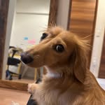 Dan - @dan_mini_dachshund - Instagram