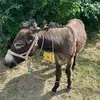 Daniel.Mirkin - @daniel.mirkin - TikTok