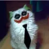 Daniel - @danmitdan - TikTok