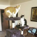 Dan Moen - @maxxnjeffcats - Instagram