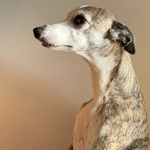 Dan Morrow - @hennessey.the.dog - Instagram