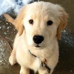 Dan Moser - @dan_moser - Instagram